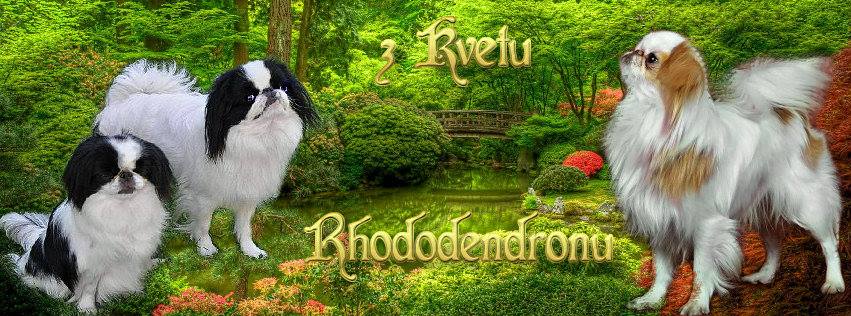 Chovatelská stanice psů z Květu Rhododendronu